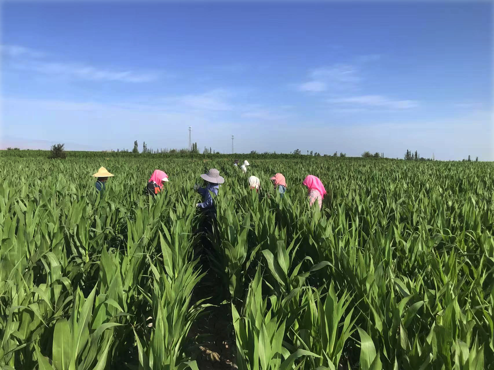 守護(hù)種子“純度生命線(xiàn)” | 敦煌種業(yè)高質(zhì)量推進(jìn)玉米去雄工作